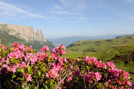 Impressions from the Hotel Gstatsch on the Alpe di Siusi and environs