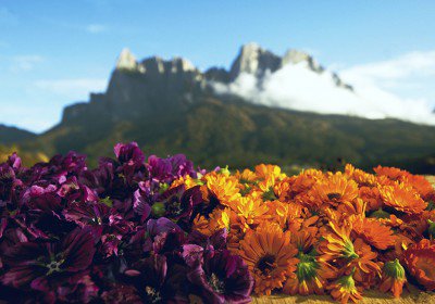 Kräutergenusswochen